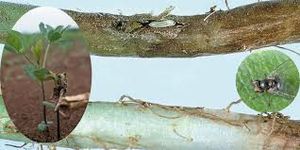 uploads/images/pest/stem gall fly.jpg